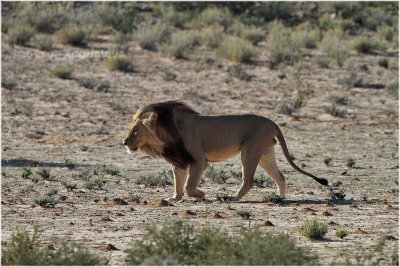 Kalahari lion.JPG