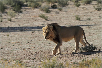 Kalahari lion 2.JPG