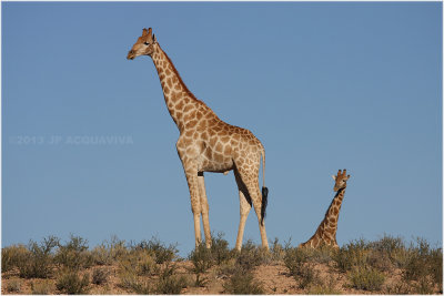 Girafe - giraffe 2.JPG