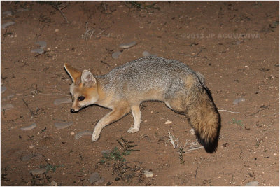 Renard du Cap - Cape fox 2.JPG