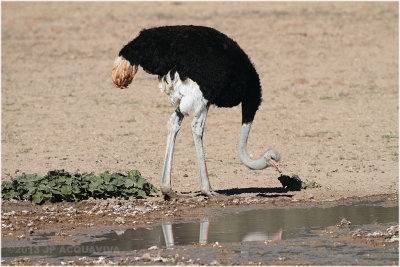 Autruche s'abreuvant - ostrich at the waterhole.JPG