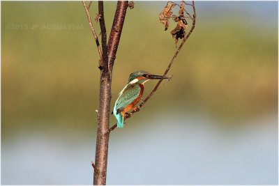 Martin pcheur d'Europe - Common kingfisher.JPG