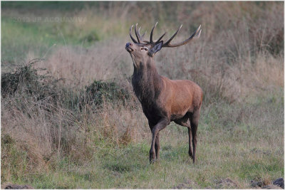 Brame 2013 - Red deer rut 2.JPG