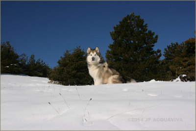 Snow, sun and Jake