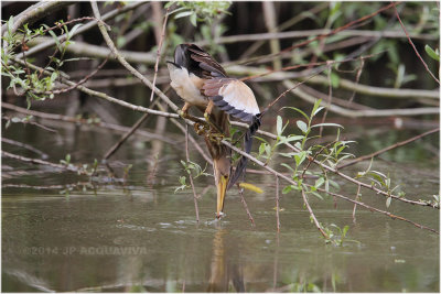 Blongios nain - Little bittern 386.JPG