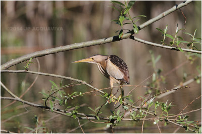 Blongios nain - Little bittern 554.JPG
