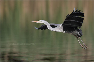 Héron cendré - grey heron 910.JPG