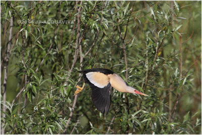 blongios en vol - little bittern.JPG