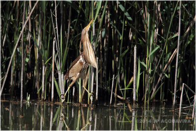 Blongios nain femelle - Little bittern.JPG
