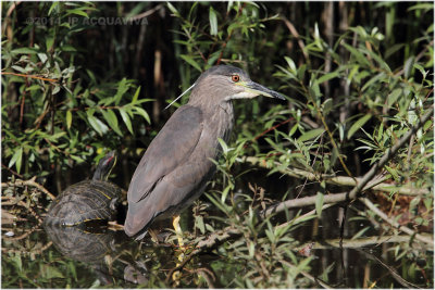 Bihoreau gris - Black-crowned night heron 3.JPG
