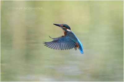 Martin pêcheur - Common kingfisher 3068.jpg