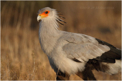 Serpentaire - Secretary bird 8136.JPG