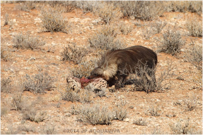 hyne brune - brown hyena