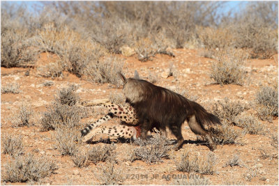 hyne brune - brown hyena