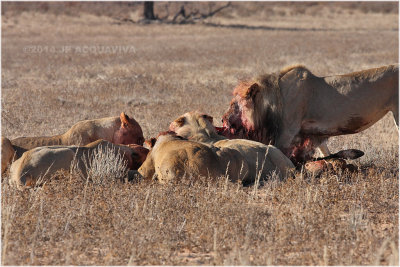 lions dvorant une oryx - lions on an oryx kill