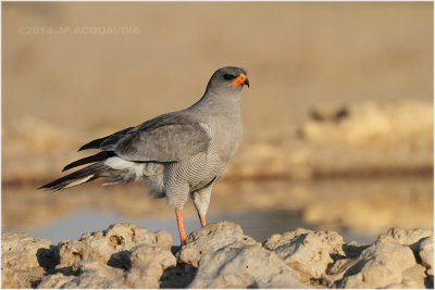 autour chanteur - pale chanting goshawk