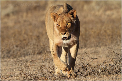 lionne - lioness 