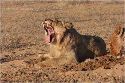 yawning lion 7580