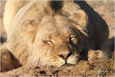 sleeping lion