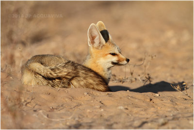 renard du cap - cape fox