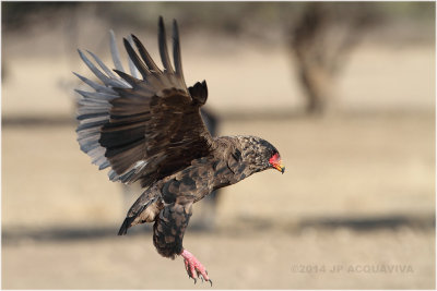 aigle bateleur