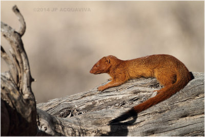 mangouste rouge - slender mongoose