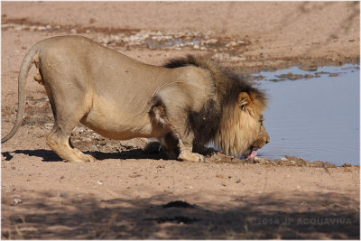 lion drinking