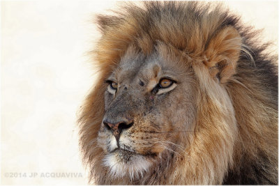 lion portrait