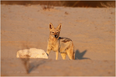 chacal - jackal 