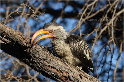 calao  bec jaune - yellowbilled hornbill