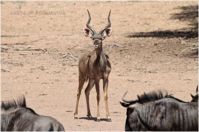 grand koudou - kudu 