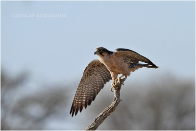faucon lanier - lanner falcon