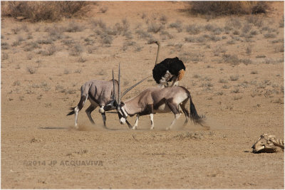combat d'oryx - oryx fight.