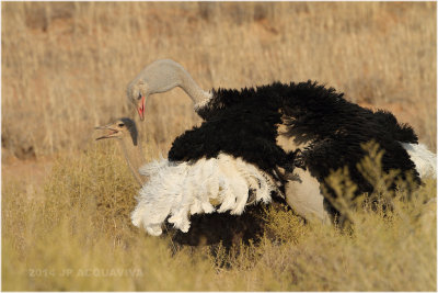 accouplement d'autruches - ostrich mating