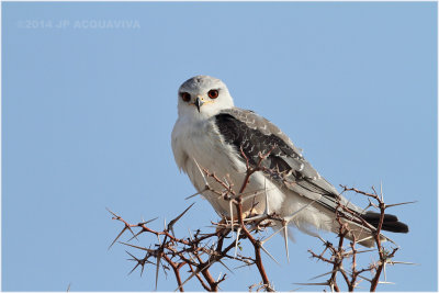 elanion blanc - black-shouldered kite