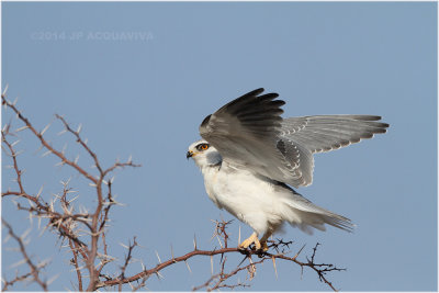 elanion blanc - black-shouldered kite