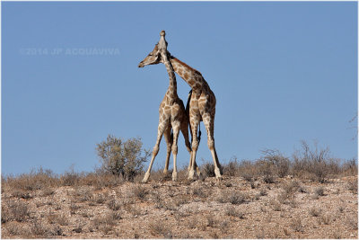 girafes