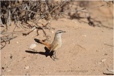 agrobate du Kalahari - Kalahari scrub robin