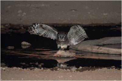 grand duc - verreaux's eagle owl.JPG