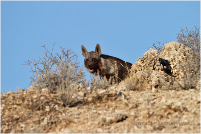 hyne brune - brown hyena 4248.JPG
