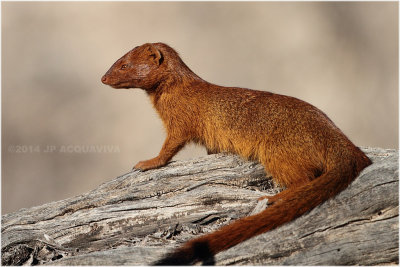 mangouste rouge - slender mongoose 4366.JPG