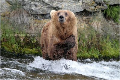 Katmai bears 2011