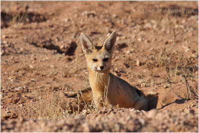 renard du cap - cape fox