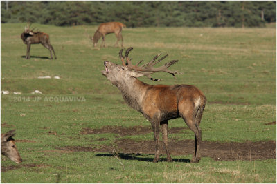 Brame du cerf  - red deer rut  2014