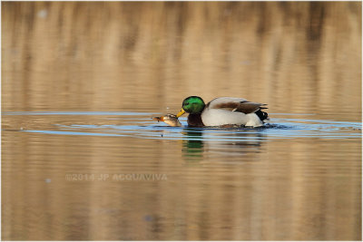 accouplement colverts - mallard ducks.JPG