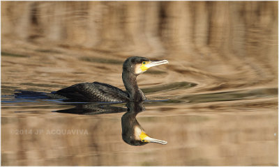 cormoran 5002.JPG