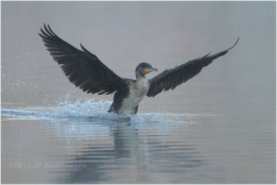 cormoran dans la brume - cormorant in the mist