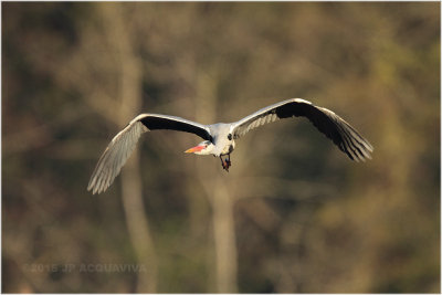 héron cendré - grey heron 5555.JPG