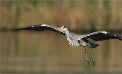 héron cendré - grey heron 6005.JPG