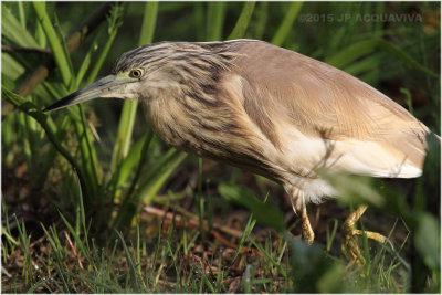 Crabier chevelu - squacco heron 6138